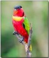 /album/lori-zelenoocasy-yelow-bibbed-lory/lori-zelenoocasi-1-jpg/